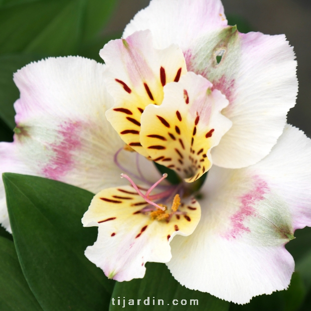 Alstroemeria 'Summer Paradise' Time Valley® - Lis des Incas 