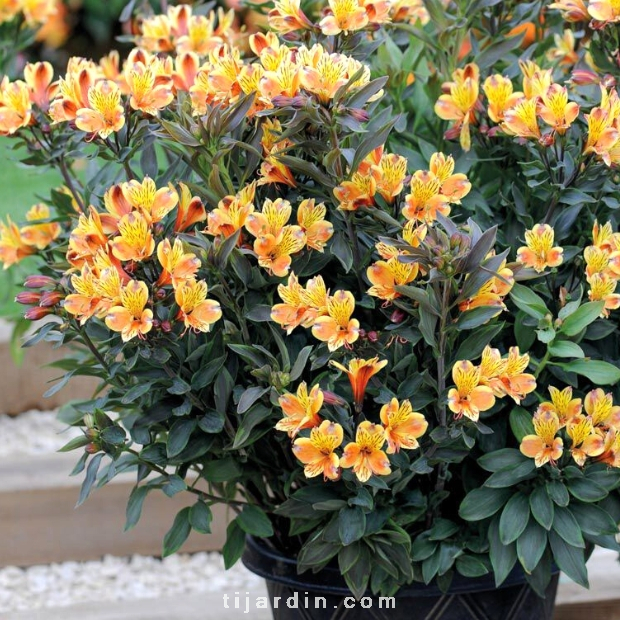 Alstroemeria 'Summer Paradise' Summer Breeze® - Lis des Incas 