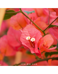 Bougainvillier 'Louis Wathen'