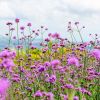 Verveine Bonariensis Lollipop