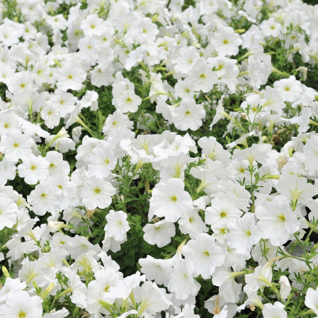 fleurs blanches, pétunias en rouge et phormium en cache-pot en terre cuite