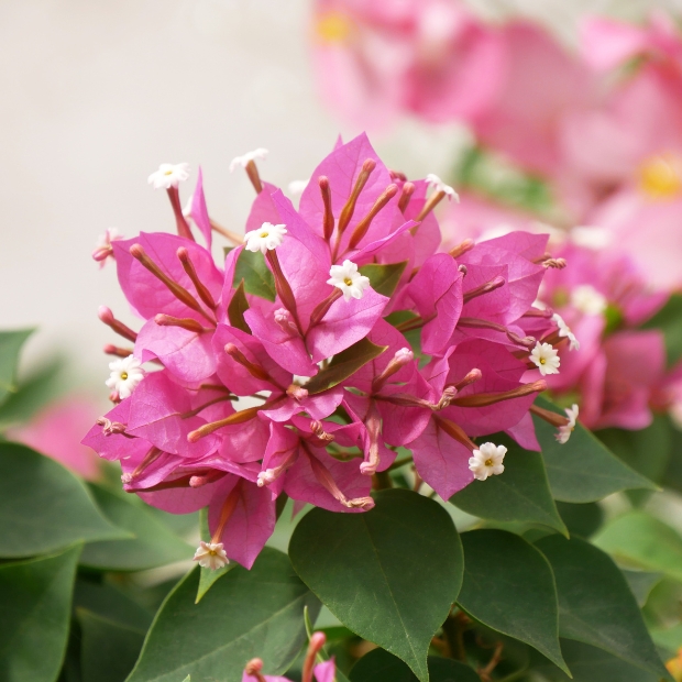 Bougainvillier 'Mini Thaï' : compact miniature rose clair - Tijardin