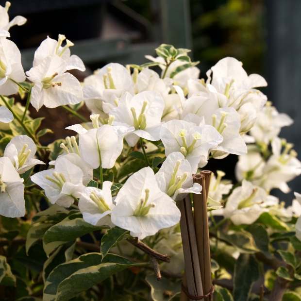 Collection Printemps blanc ivoire  Bacs de jardin, Jardinière, Jardinières  d'hiver