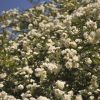 Rosa banksiae 'Alba Plena' - Rosier de Banks Blanc