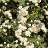 Rosa banksiae 'Alba Plena' - Rosier de Banks Blanc