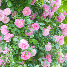 Rosa banksiae 'Rosea' - Rosier de Banks rose