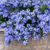 Plumbago capensis - Dentelaire du Cap