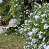 Plumbago capensis - Dentelaire du Cap