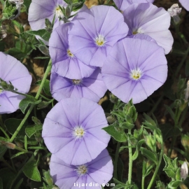 Convolvulus sabatius