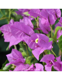 Bougainvillier 'Ville d'Antibes'