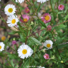 Erigeron 'Karvinskianus'