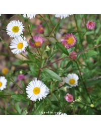 Erigeron karvinskianus - Vergerette