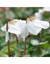 Cyclamen 'En Vogue'