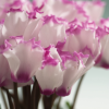 Lot cyclamen victoria