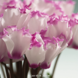 Lot cyclamen victoria