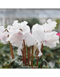 Cyclamen Frangé