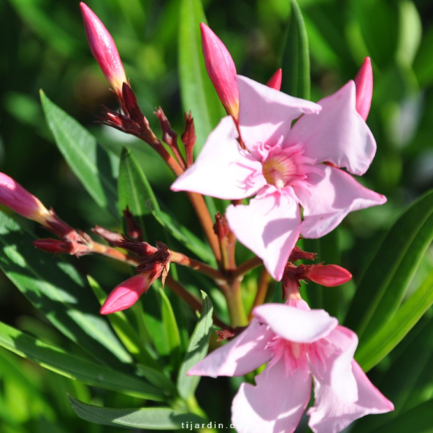 Laurier-rose 'Villa Romaine' (Nerium oleander)