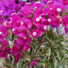 Bougainvillea 'Vera Variegata'