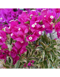 Bougainvillier 'Vera Variegata'
