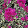 Bougainvillea 'Vera Variegata'