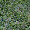 Plumbago larpentae-Ceratostigma plumbaginoides-