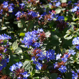 Plumbago larpentae-Ceratostigma plumbaginoides-