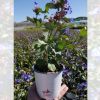 Plumbago larpentae-Ceratostigma plumbaginoides-