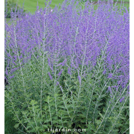 Perovskia atriplicifolia 'Blue Spire' - Sauge d'Afghanistan