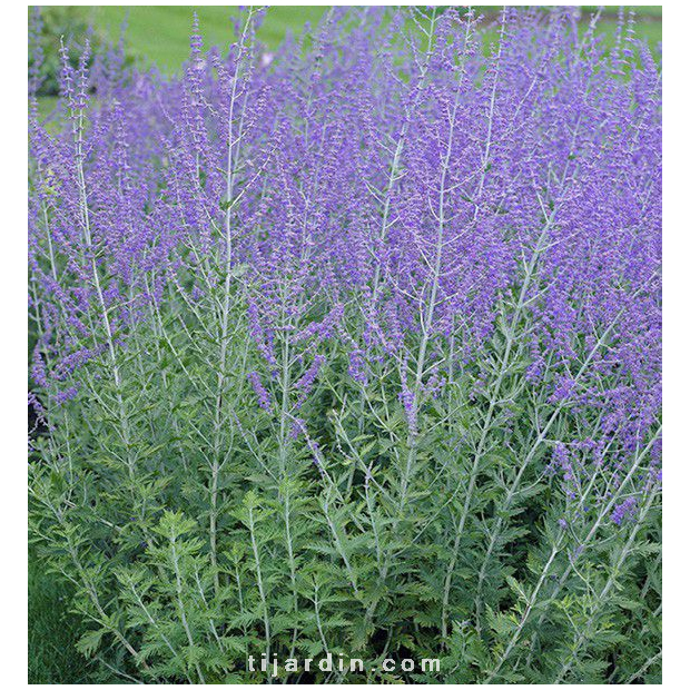 Perovskia atriplicifolia 'Blue Spire' - Sauge d'Afghanistan