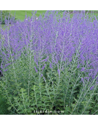 Perovskia atriplicifolia 'Blue Spire' - Sauge d'Afghanistan