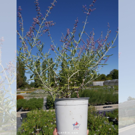 Perovskia atriplicifolia 'Blue Spire' - Sauge d'Afghanistan