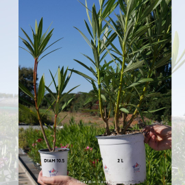 Nerium oleander 'Album Plenum '