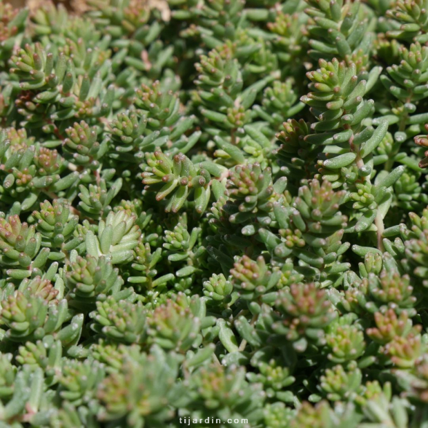 Sedum album 'Coral Carpet'