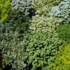 Sedum clavatum