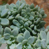 Sedum clavatum