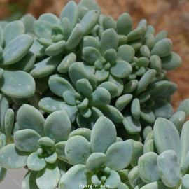 Sedum clavatum