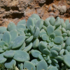 Sedum clavatum