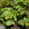 Sedum tetractinum 'Coral Reef'