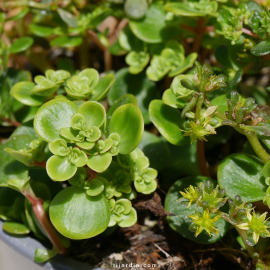 Sedum tetractinum 'Coral Reef'