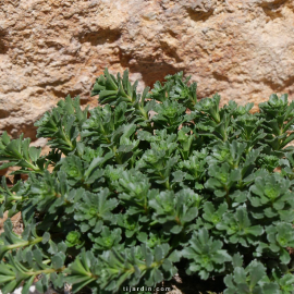 Sedum floriferum 'Weihenstephaner Gold'