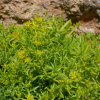 Sedum mexicanum 'Gold Mound'