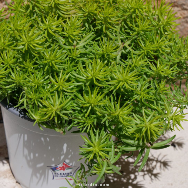 Sedum rupestre 'Yellow Cushion'