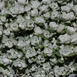 Sedum spathulifolium 'Cape Blanco' - Orpin spatulé