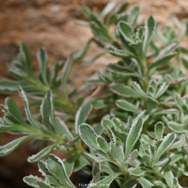 Sedum spurium 'Variegatum' - Orpin bâtard panaché