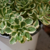 Sedum takesimense 'Atlantis' - Orpin de Corée panaché