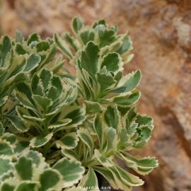 Sedum takesimense 'Atlantis' - Orpin de Corée panaché