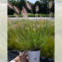 Herbe aux écouvillons 'Little Bunny' (Pennisetum alopecuroides)