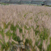 Herbe aux écouvillons 'Little Bunny' (Pennisetum alopecuroides)