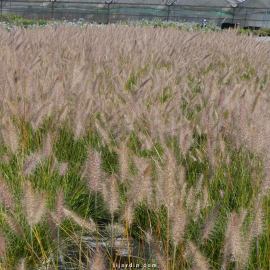 Herbe aux écouvillons 'Little Bunny' (Pennisetum alopecuroides)