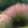 Muhlenbergia capillaris